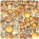 Псилоцибиновые (галлюциногенные)  грибы Psilocybin "Golden Teacher" в Нижнекамске