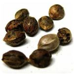 Семена марихуаны АК-47  (Seeds AK-47) в Нижнекамске